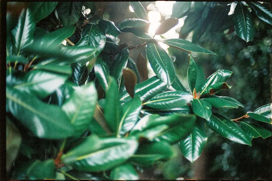 A Shot of Green Leaves