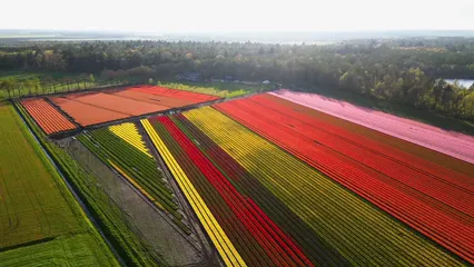 Horizontal video: An aerial view of a field of tulips 16681529. Duration: 26 seconds. Resolution: 3840x2160
