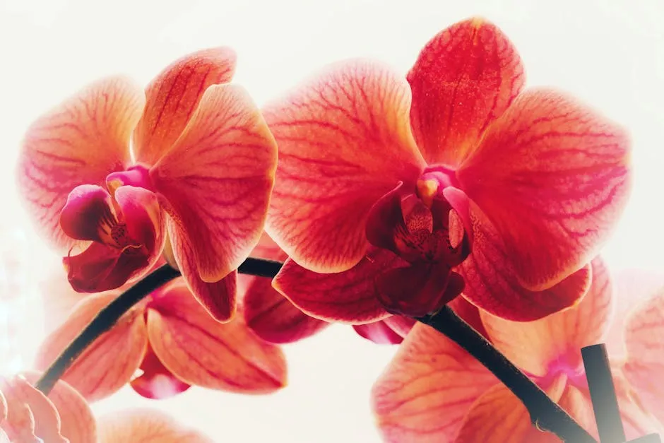 Vibrant Pink Orchid Blooms on White Background