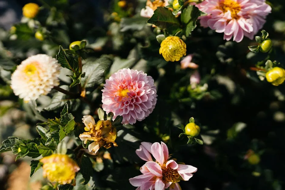 Vibrant Dahlia Flowers Blooming in Sunlight