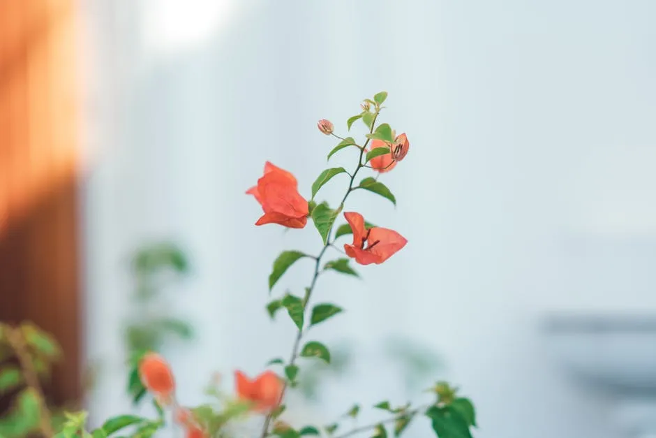 Vibrant Bougainvillea in Soft Focus Setting