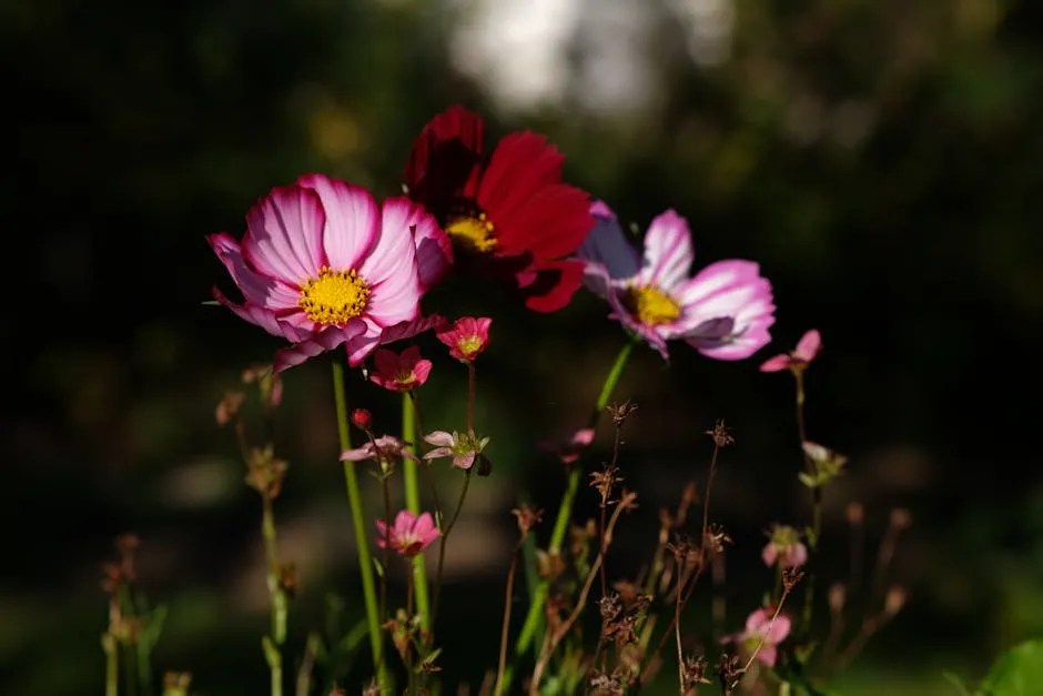 Close-up of Vibrant Cosmos Flowers in Bloom