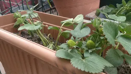 Horizontal video: A close up of strawberry plant in a pot 4022077. Duration: 19 seconds. Resolution: 1920x1080