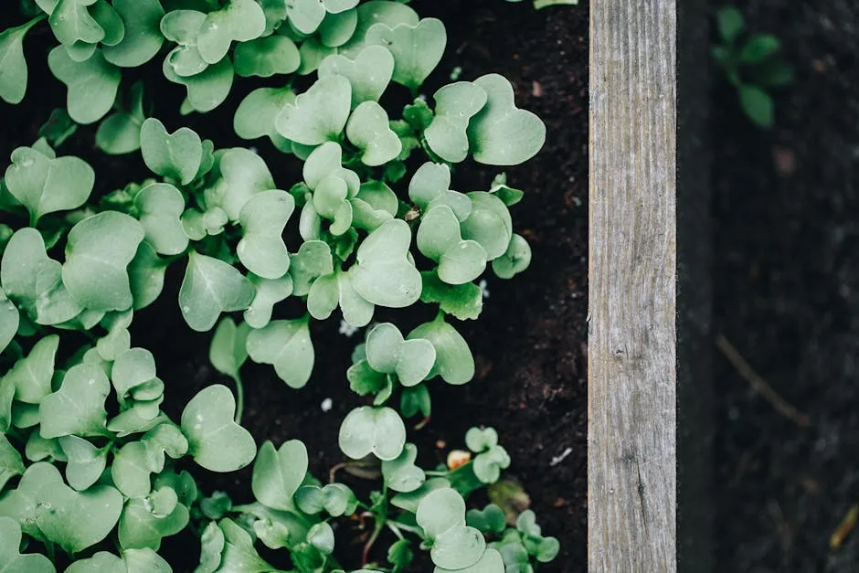 Seedlings in a Wooden Planter