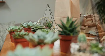 Horizontal video: A table with plants and a bag of plants 4507766. Duration: 18 seconds. Resolution: 4096x2160