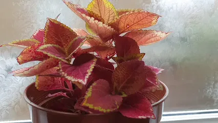 Horizontal video: A vibrant coleus plant 5210786. Duration: 10 seconds. Resolution: 1920x1080