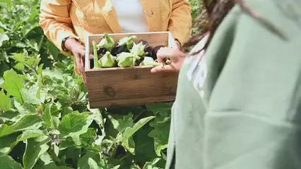 Horizontal video: Women checking the newly harvested eggplants 5527769. Duration: 6 seconds. Resolution: 3840x2160