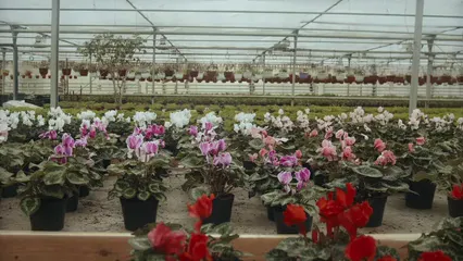 Horizontal video: Flowers in a glasshouse 6509240. Duration: 13 seconds. Resolution: 3840x2160