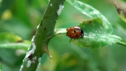 Horizontal video: Close up of a ladybug 7085347. Duration: 28 seconds. Resolution: 1920x1080