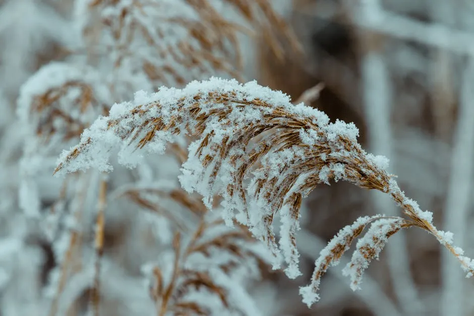 Plants in Snow in Winter