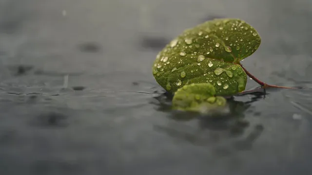Horizontal video: A leaf is sitting in the water with water droplets 27895936. Duration: 9 seconds. Resolution: 3840x2160