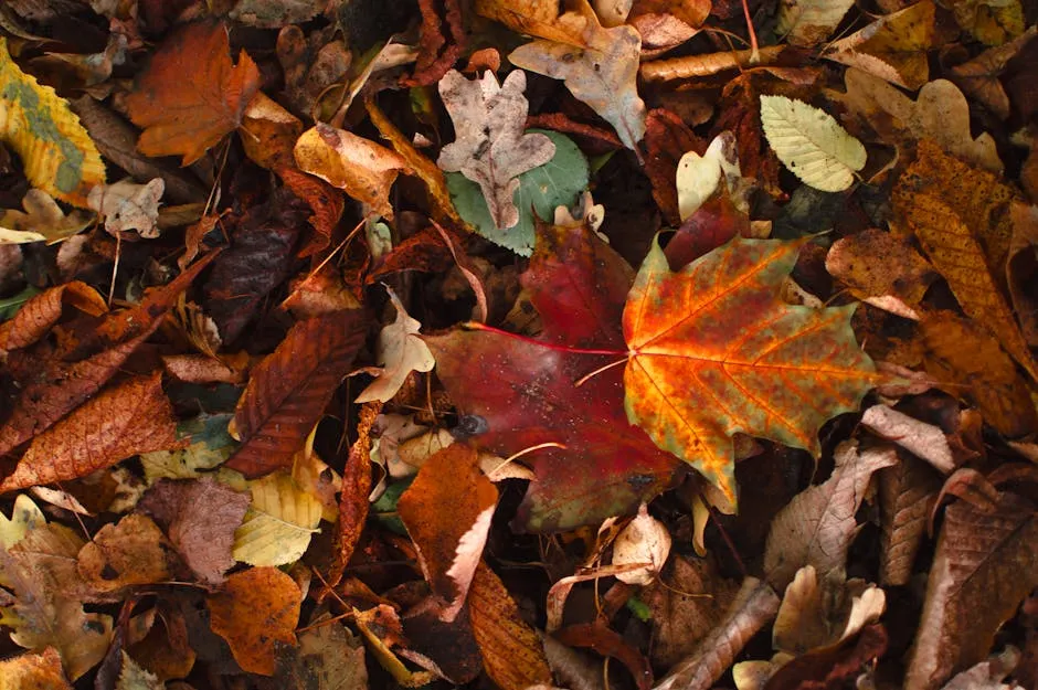 Colorful Autumn Leaves in a Park Setting