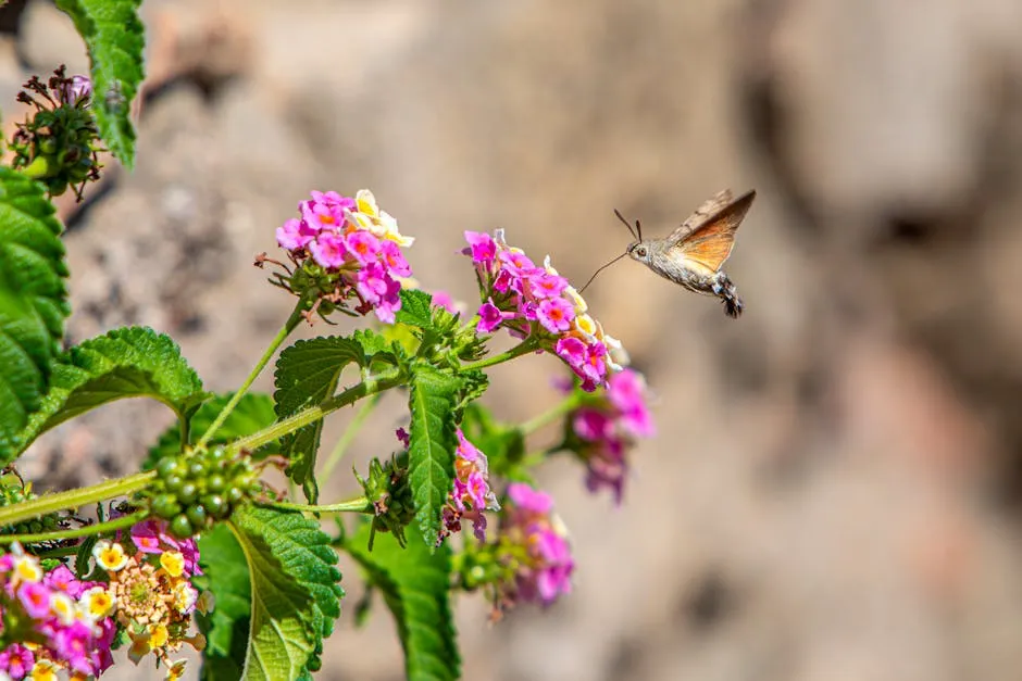 Free stock photo of closeup, flowers, garden