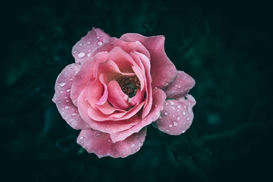 A close up of a pink garden rose with rain drops