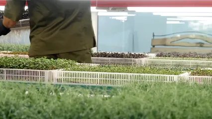 Horizontal video: A man arranging a seedling tray 5391456. Duration: 15 seconds. Resolution: 3840x2160