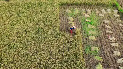Horizontal video: Video of a farmer harvesting 6226989. Duration: 40 seconds. Resolution: 3840x2160