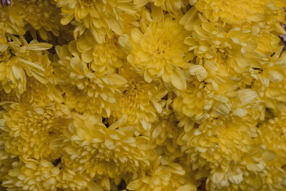 Yellow Flowers in Close Up Photography