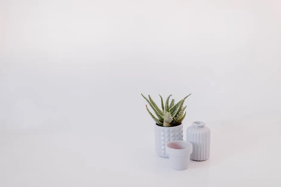 An Aloe Vera Plant ins Small White Pot