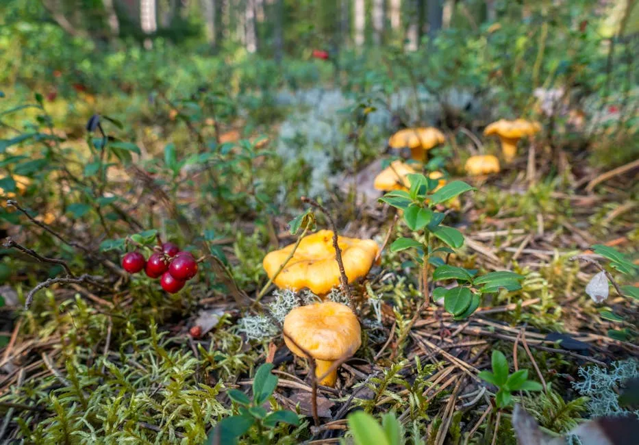 A group of mushrooms in the forest with berries