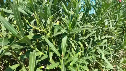 Horizontal video: Flowering plants in the outdoors 5111160. Duration: 25 seconds. Resolution: 3840x2160