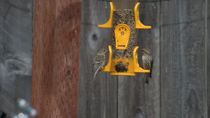 Horizontal video: Birds on bird feeder 11725376. Duration: 22 seconds. Resolution: 3840x2160