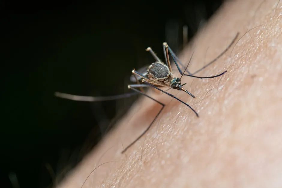 Macro Shot of a Mosquito on Human Skin