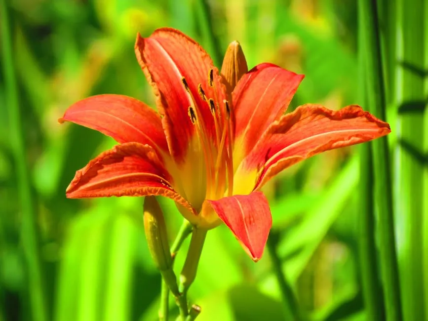 Vibrant Orange Daylily Bloom in Garden