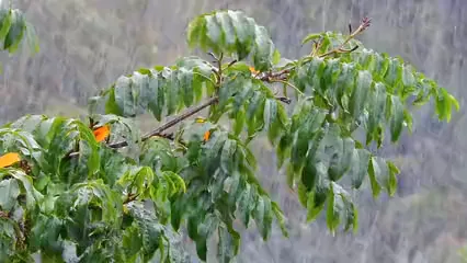 Horizontal video: Rainfall over branch and leaves 13695315. Duration: 16 seconds. Resolution: 1920x1080