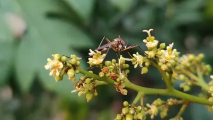 Horizontal video: A mosquito on a flower with green leaves 15975492. Duration: 7 seconds. Resolution: 3840x2160