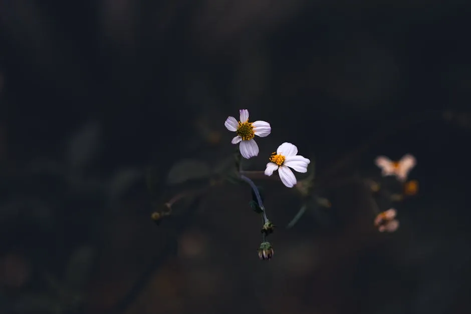 Delicate White Camomile Flowers in Soft Focus