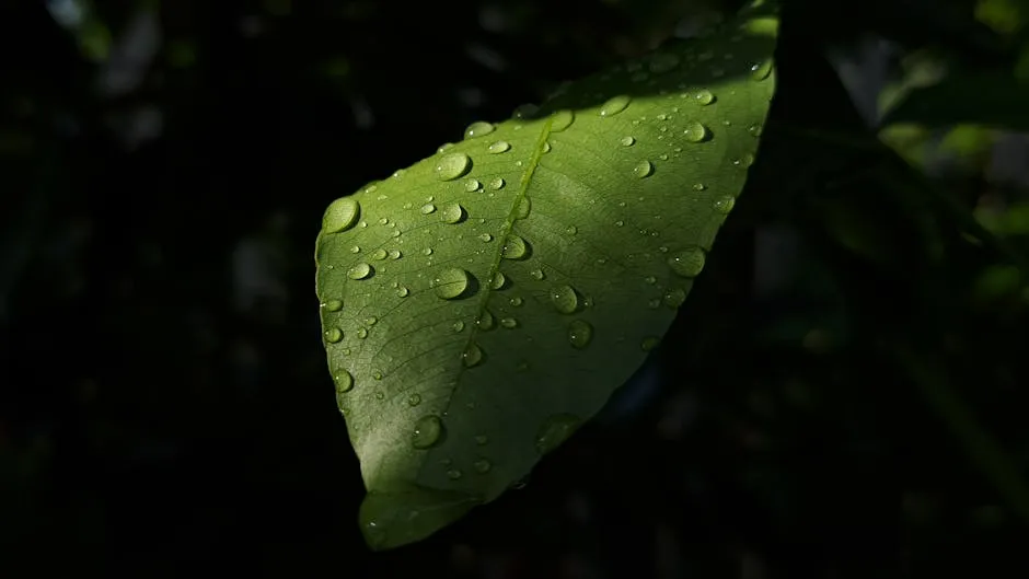 Close-Up of Dew-Drenched Leaf in Sunlight