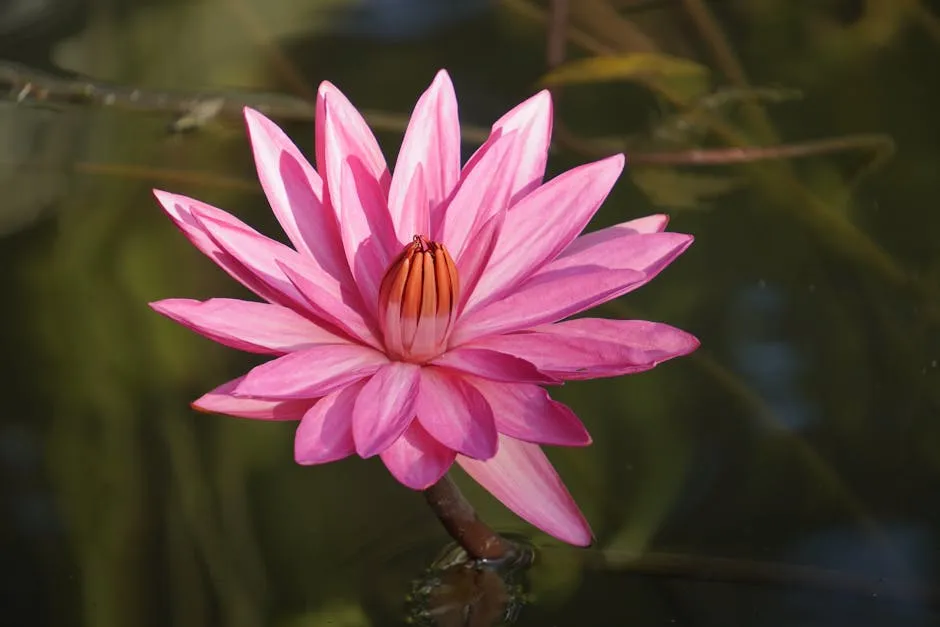 Vibrant Pink Water Lily Blooming on Pond