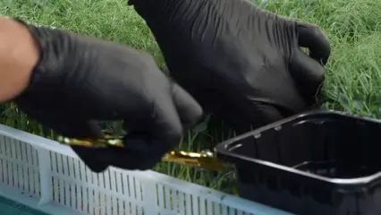 Horizontal video: Person harvesting herbs 5391448. Duration: 13 seconds. Resolution: 3840x2160