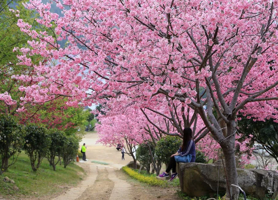 Footpath under Cherry Trees