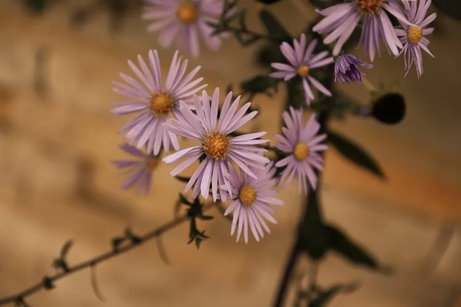 Purple Aster Flowers in Autumn Garden Setting