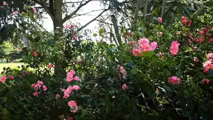 Horizontal video: Flowers blooming in the park 5150579. Duration: 16 seconds. Resolution: 3840x2160