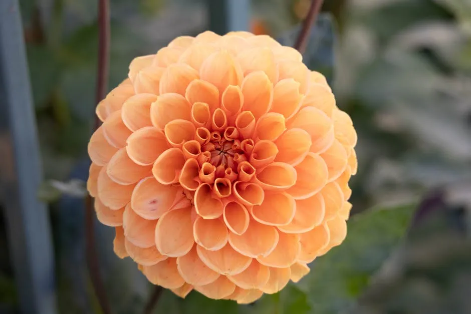 Close-up of Vibrant Orange Dahlia Flower