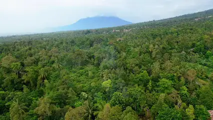 Horizontal video: Houses among the jungle 5904958. Duration: 59 seconds. Resolution: 3840x2160