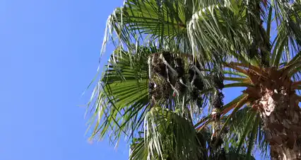 Horizontal video: Palm tree under the blue sky 10044744. Duration: 60 seconds. Resolution: 4096x2160