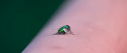 Horizontal video: Close up of a fly 10240588. Duration: 12 seconds. Resolution: 3840x1620