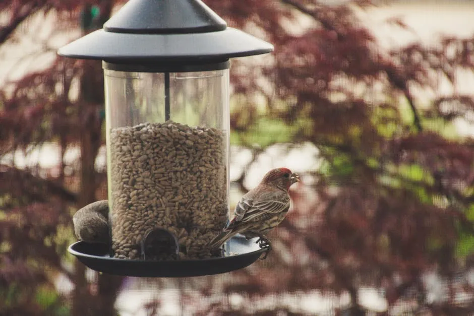 Selective Focus Photography of House Finch Perched on Bird Feeder