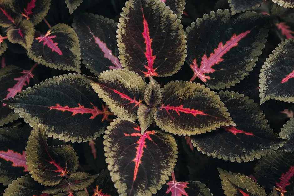 Lush Leaves of Coleus 