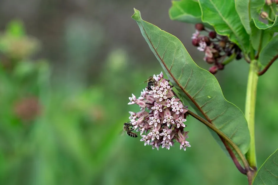 Closeup of Pink Common Milkweed Flowers