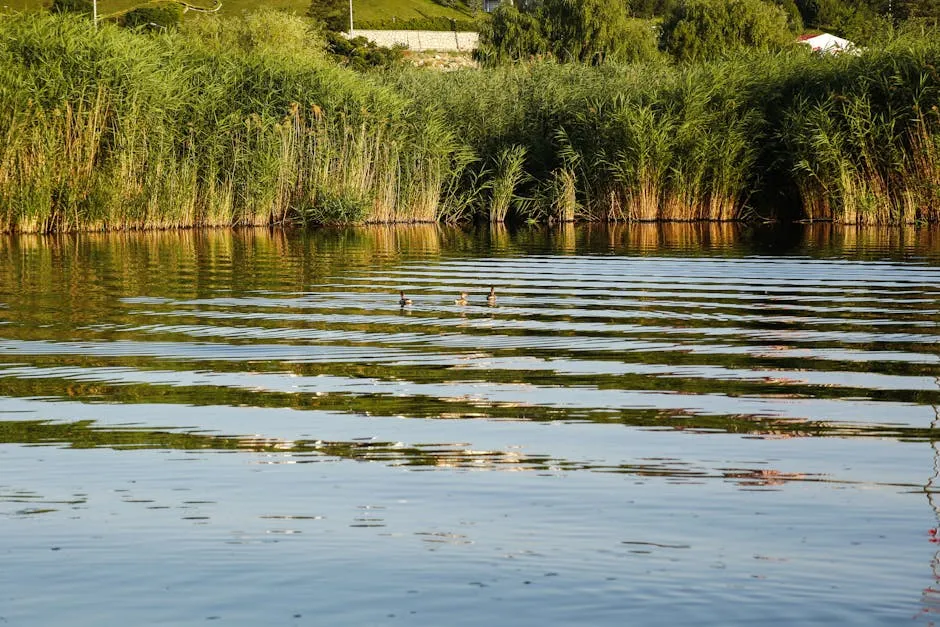 Serene River Scene with Ducks and Reeds