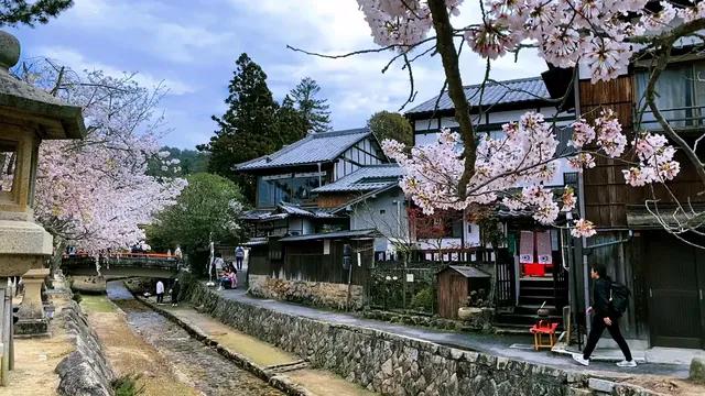 Horizontal video: Cherry blossom street in historical japan 29037771. Duration: 5 seconds. Resolution: 1920x1080