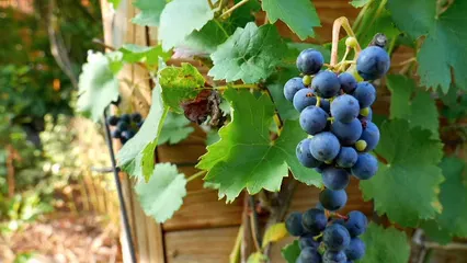 Horizontal video: Close up view of blueberry plant with fruits 3239853. Duration: 8 seconds. Resolution: 1920x1080