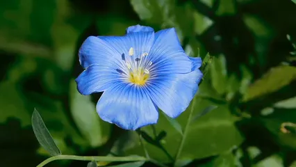 Horizontal video: Close up footage of a blue flower 3718773. Duration: 14 seconds. Resolution: 1920x1080