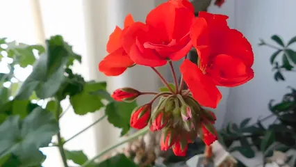 Horizontal video: Close up shot of blooming flowers 3935692. Duration: 15 seconds. Resolution: 1920x1080