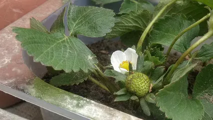 Horizontal video: Close up shot of strawberry plant 4022079. Duration: 16 seconds. Resolution: 1920x1080