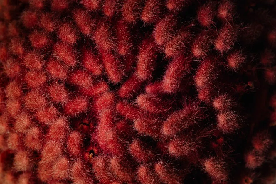 Majestic texture of fluffy red banksia flower